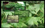 Acer Palmatum - Japon Akaaac 