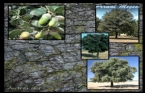 Prnal mee (Quercus ilex) 