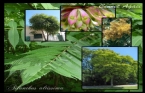 Ailanthus Altissima - Cennet Aac 