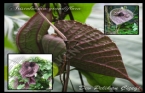 Aristolochia Grandiflora - Dev Pelikan iei 