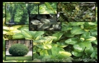 Buxus Macrophylla Rotundifolia - imir 