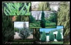 Juniperus Virginiana  