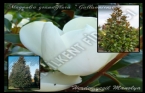 Magnolia Grandiflora 'gallisoniensis' - HerdemYeil Manolya 