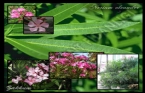Zakkum (Nerium oleander) 