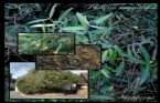 Akakesme - Phillyrea angustifolia 