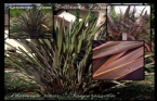Krmz Yeni Zelanda Keteni - Phormium tenax variegatum  