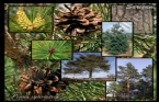 Saram - Pinus sylvestris 