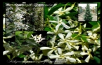 Herdem Yeil Yasemin - Rhyncospermum jasminoides 