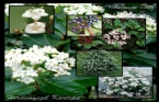 Viburnum tinus (Defne yaprakl beyaz iekli herdem yeil kartopu,K kartopu)  
